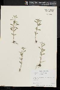 Chaenorhinum minus image