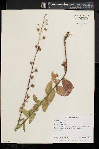 Verbascum blattaria image