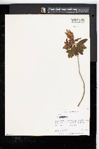 Kalmia angustifolia image