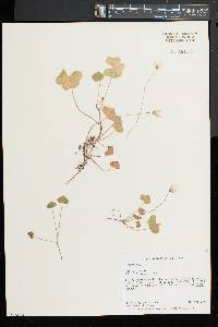 Oxalis montana image