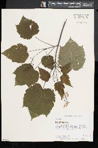 Acer pensylvanicum image