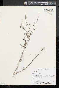 Epilobium ciliatum subsp. glandulosum image