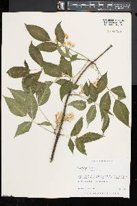 Staphylea trifolia image