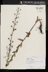 Verbascum blattaria image