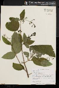 Scrophularia marilandica image