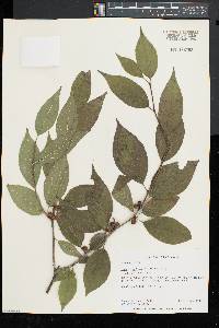 Ilex montana image