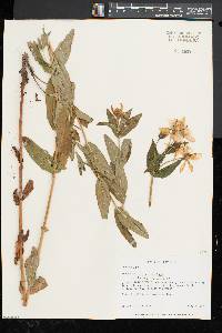 Hypericum ascyron subsp. pyramidatum image