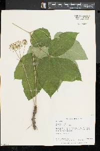 Aralia nudicaulis image