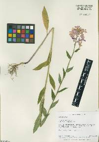 Hesperis matronalis image