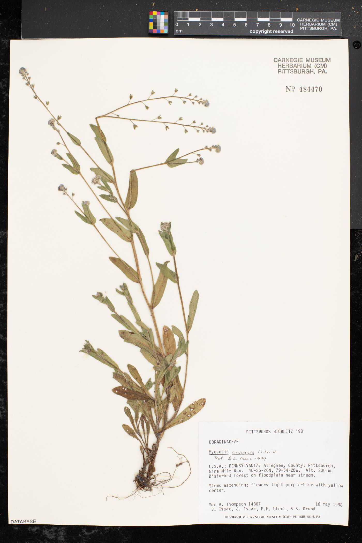 Myosotis arvensis image