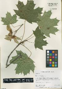 Acer platanoides image