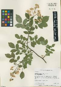 Rosa multiflora image