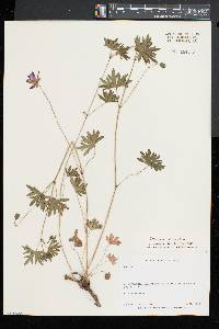 Geranium sibiricum image