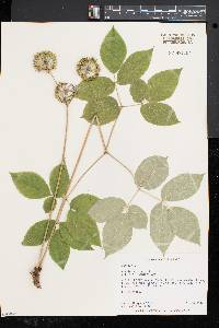 Aralia nudicaulis image