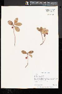 Gaultheria procumbens image