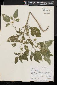 Physalis longifolia image