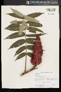 Rhus typhina image