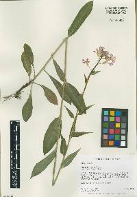 Hesperis matronalis image