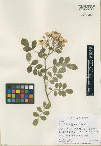 Rosa multiflora image