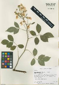 Rosa multiflora image