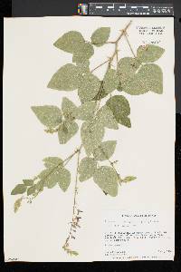 Desmodium canescens image