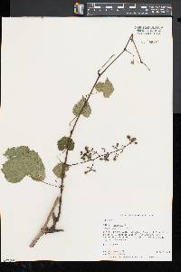 Vitis vulpina image