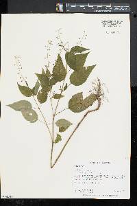 Circaea canadensis image