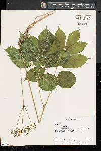 Aralia nudicaulis image