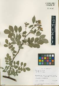 Rosa multiflora image