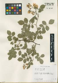 Rosa multiflora image