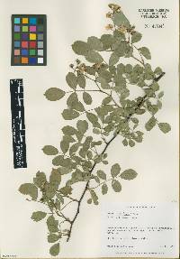 Rosa multiflora image