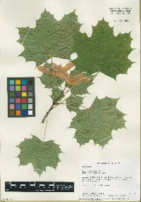 Acer platanoides image