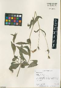 Silene latifolia image