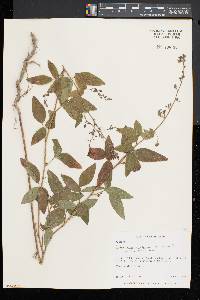 Desmodium glabellum image