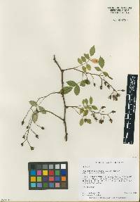 Rosa multiflora image