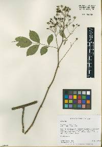 Rosa multiflora image