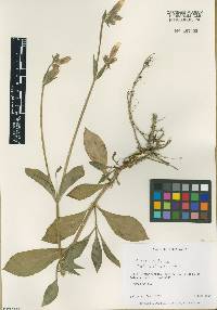 Silene latifolia image