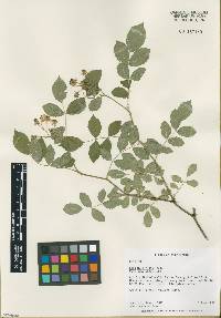 Rosa multiflora image