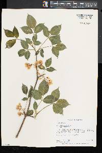 Staphylea trifolia image