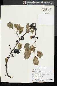 Rhamnus cathartica image