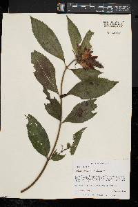 Chelone glabra var. elatior image