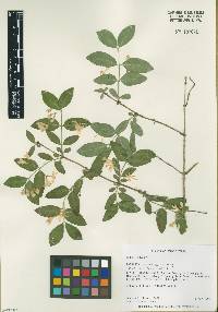 Lonicera morrowii image