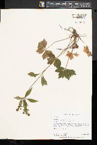 Sanicula odorata image