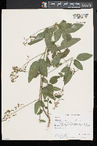 Desmodium glabellum image