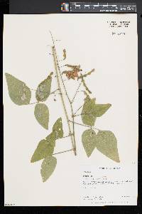 Desmodium canescens image