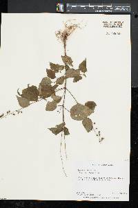 Circaea canadensis image