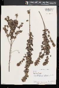 Lespedeza intermedia image