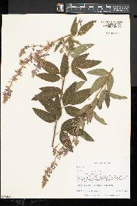 Desmodium canadense image