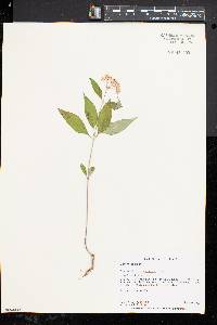 Asclepias quadrifolia image