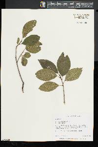 Rhamnus alnifolia image